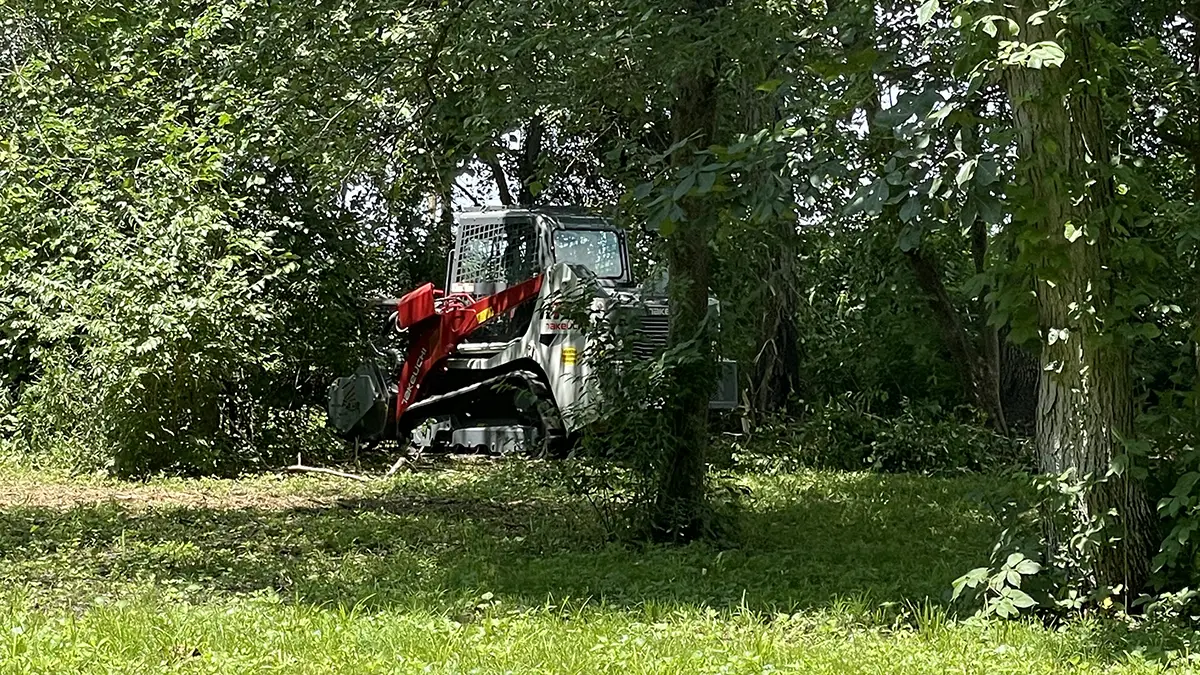 Invasive growth removal project
