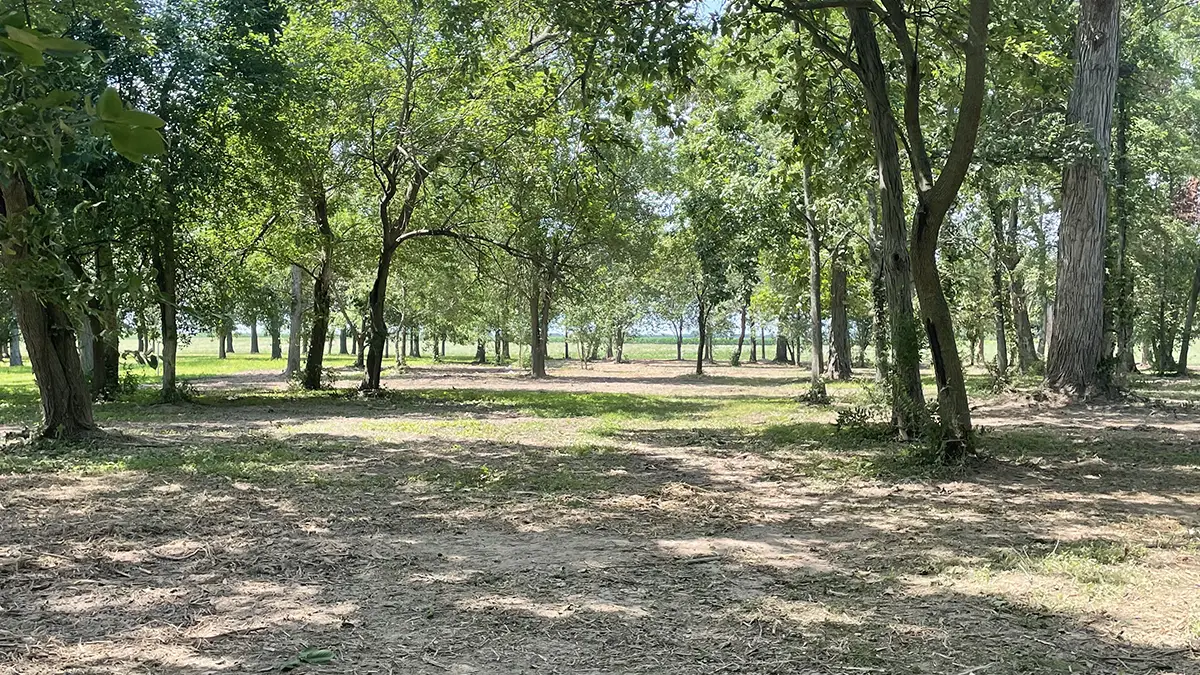 Forestry mulching project