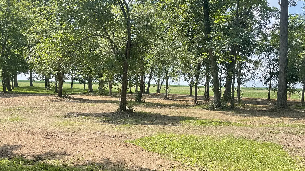 Forestry mulching project
