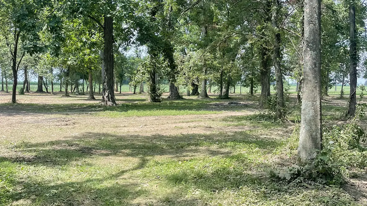 Forestry mulching project