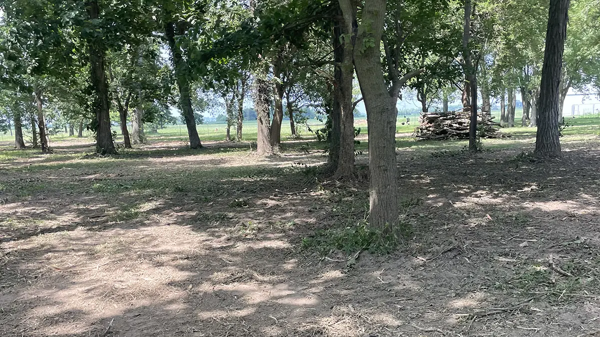 Forestry mulching project